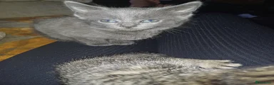 Russian Blue 2