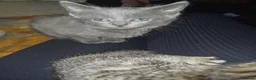 Russian Blue cats for sale: 3/4 russian blue kittens in Port Talbot - Advert 3