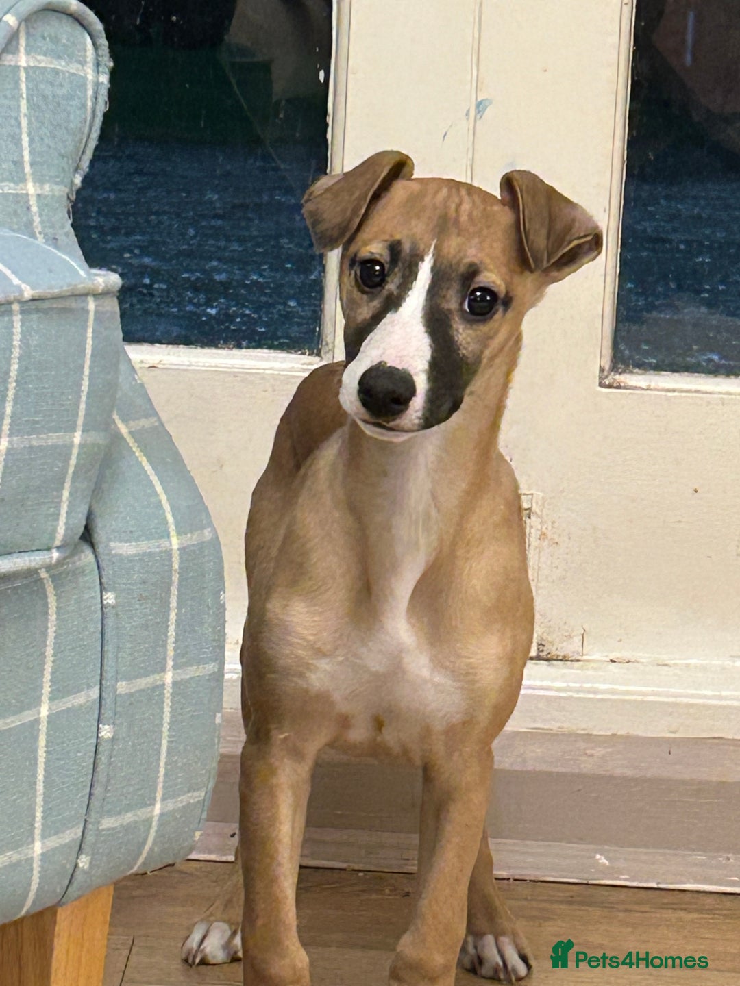Whippet dogs for sale: Male puppy available Full pedigree and kc reg  - Advert 5