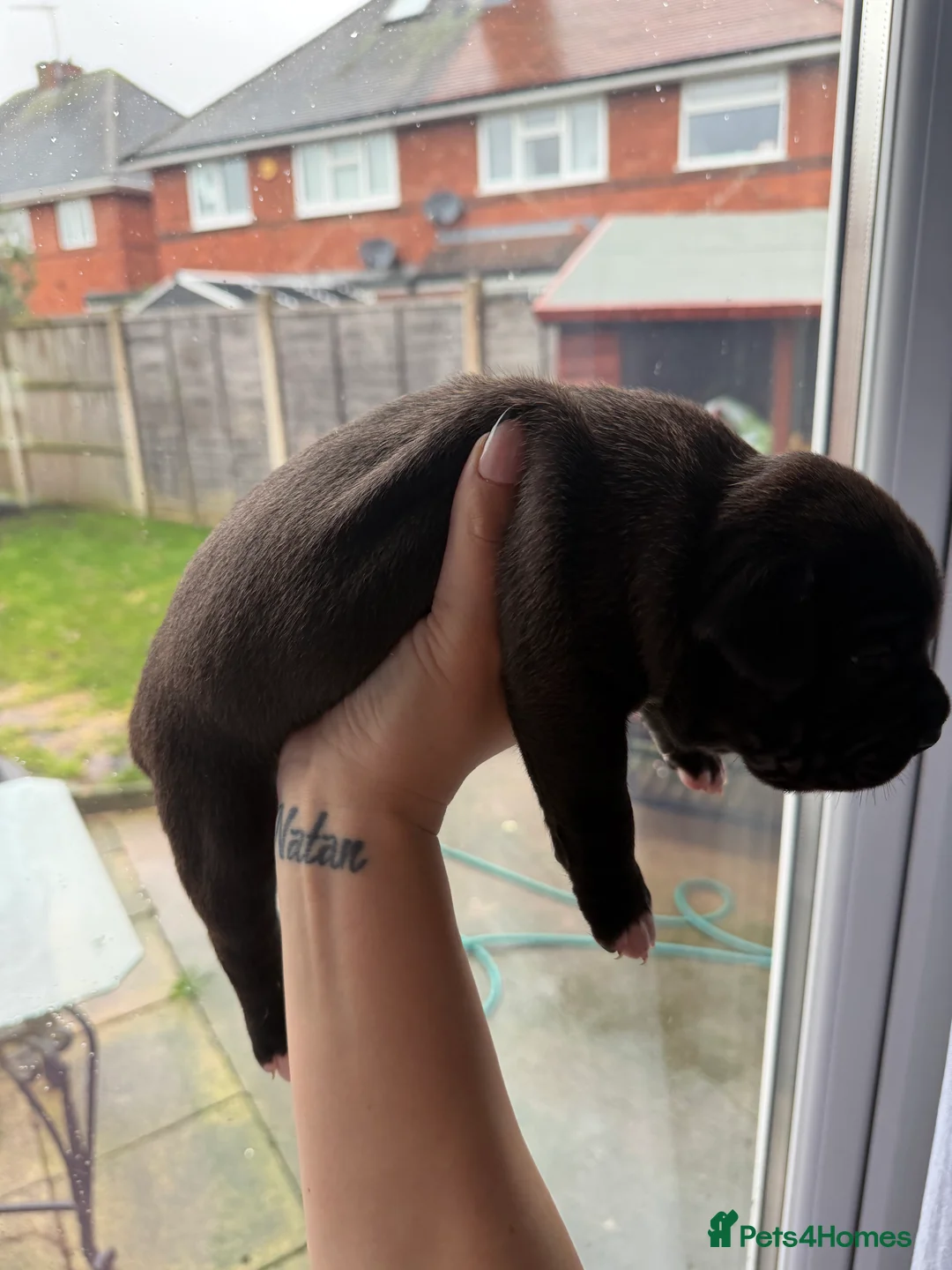 American Bully dogs for sale: American bully classic puppies for sale  - Advert 41