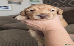Cockapoo dogs for sale: Female cockapoo cream/beige - Image 5