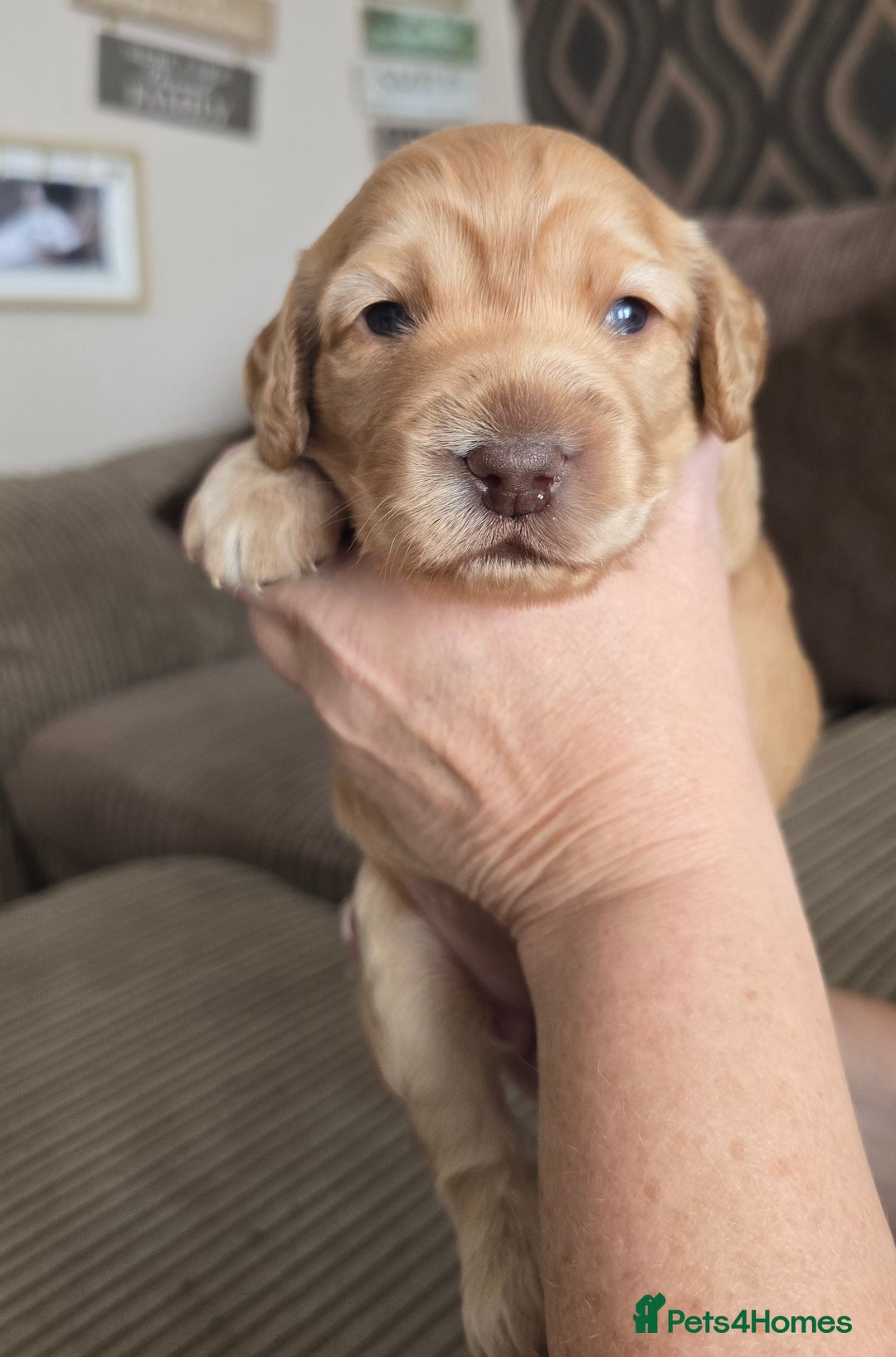 Cockapoo dogs for sale: Female cockapoo cream/beige - Image 5