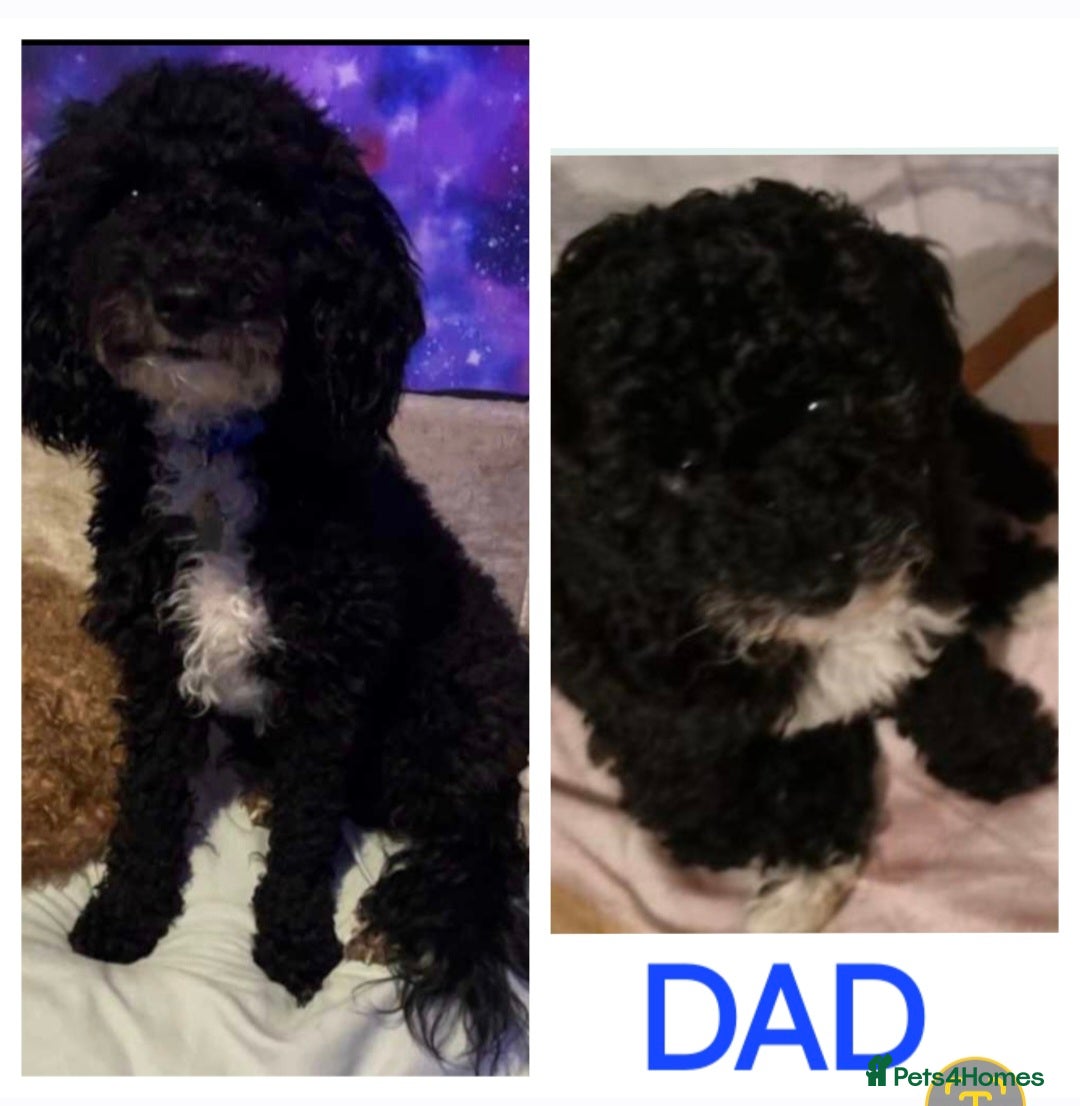 Cavapoo dogs for sale: F1B Cavapoo Puppies 4 boys avialable - Advert 9