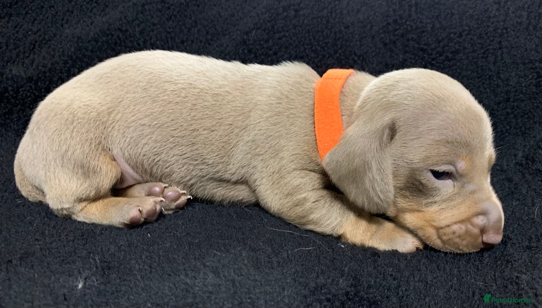 Miniature Dachshund dogs for sale: 🌟QUALITY KC REG & PRA CLR MINIATURE DACHSHUNDS🌟 - Image 20