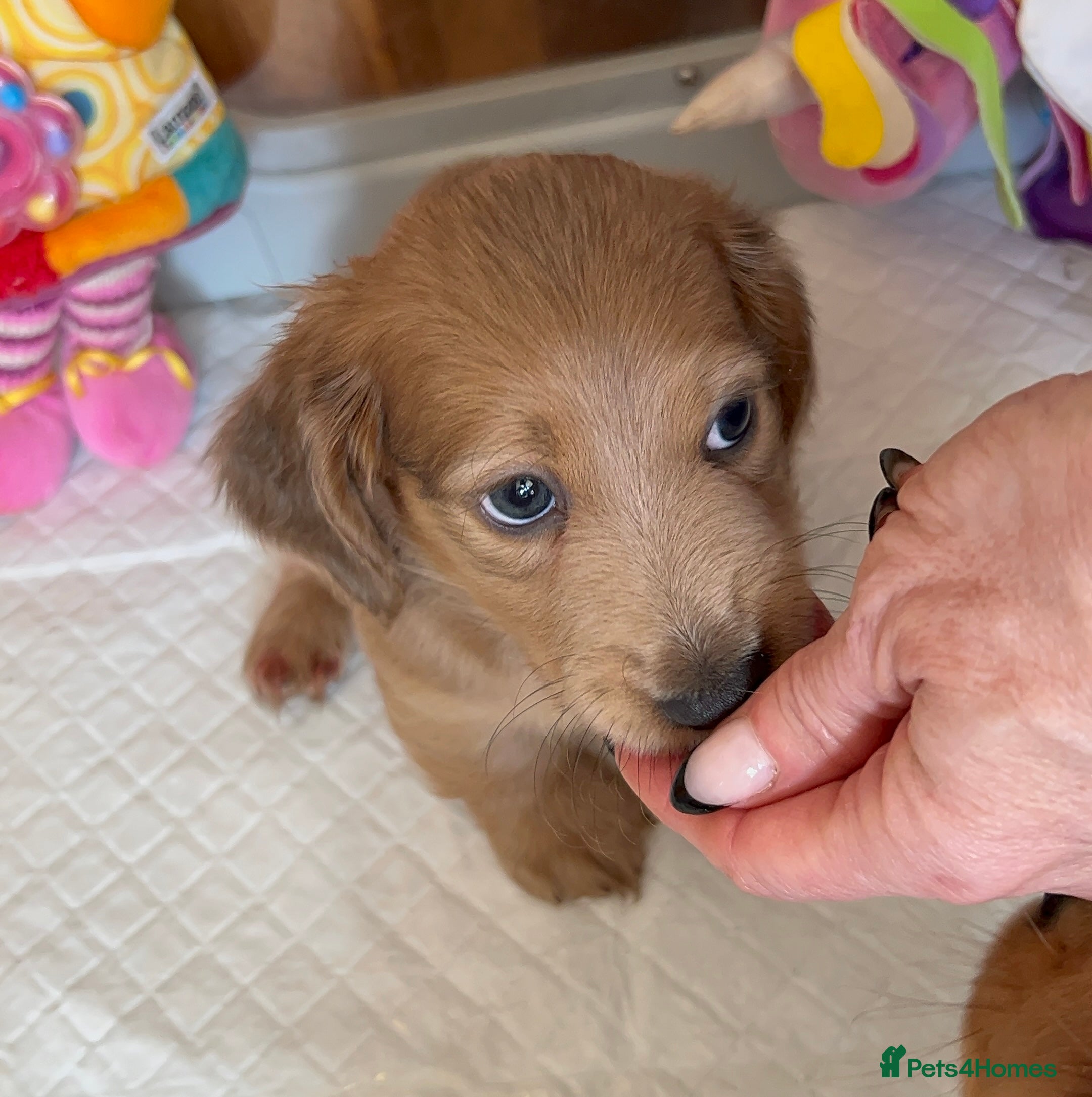 Miniature Dachshund dogs Long haired red miniature Dachshund puppies - Advert 9