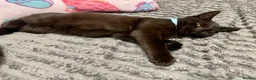 Mixed Breed cats for sale: Maine Coon Part Breds - Advert 10