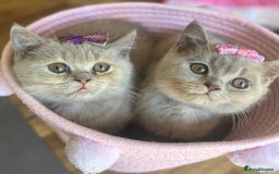 British Shorthair cats for sale: Gorgeous British Shorthair Kittens - Image 2