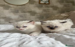 Ragdoll cats for sale: 🌸 Beautiful Purebred Ragdoll Kittens 🌸 - Image 2