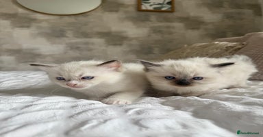 Ragdoll cats - Advert 11