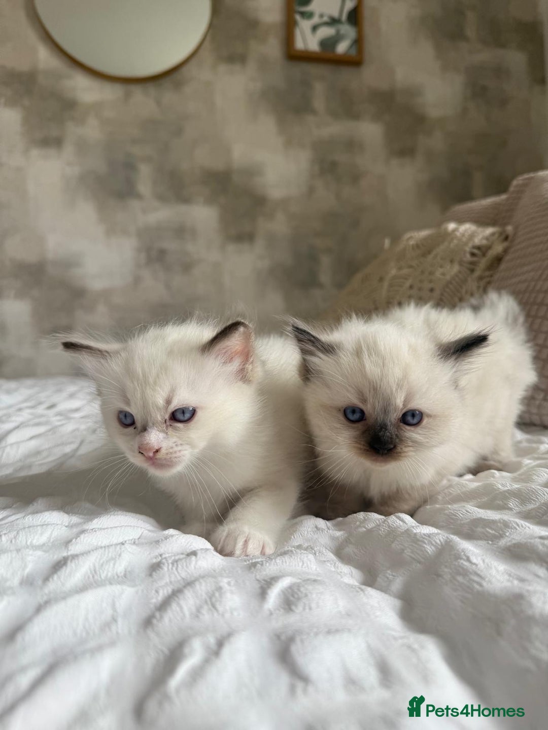 Ragdoll cats for sale: 🌸 Beautiful Purebred Ragdoll Kittens 🌸 - Image 2