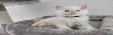 Flame point Ragdoll Kitten black collar