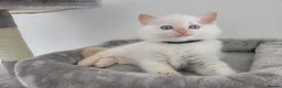 Ragdoll cats for sale: Ragdoll kittens - Advert 24