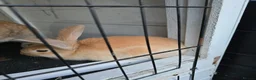 Continental Giant rabbits for sale: German Giants  - Advert 2