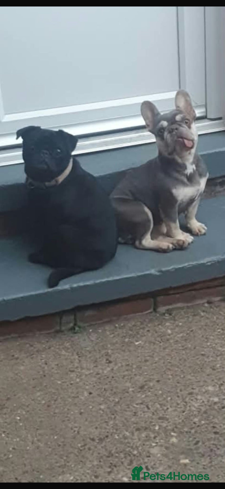Pug dogs Pug and frenchie for sale  - Advert 1