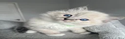Ragdoll cats for sale: GCCF ragdoll kittens for sale - Advert 26