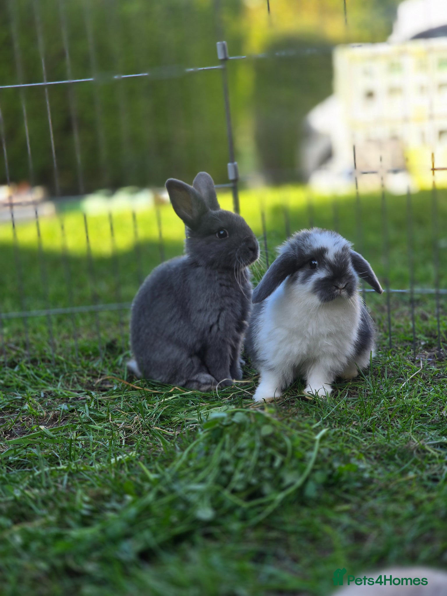 Mini Lop rabbits Mini lops *Ready 20.4.26* - Advert 4
