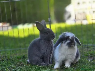Mini Lop rabbits Mini lops *Ready 20.4.26* - Advert 4
