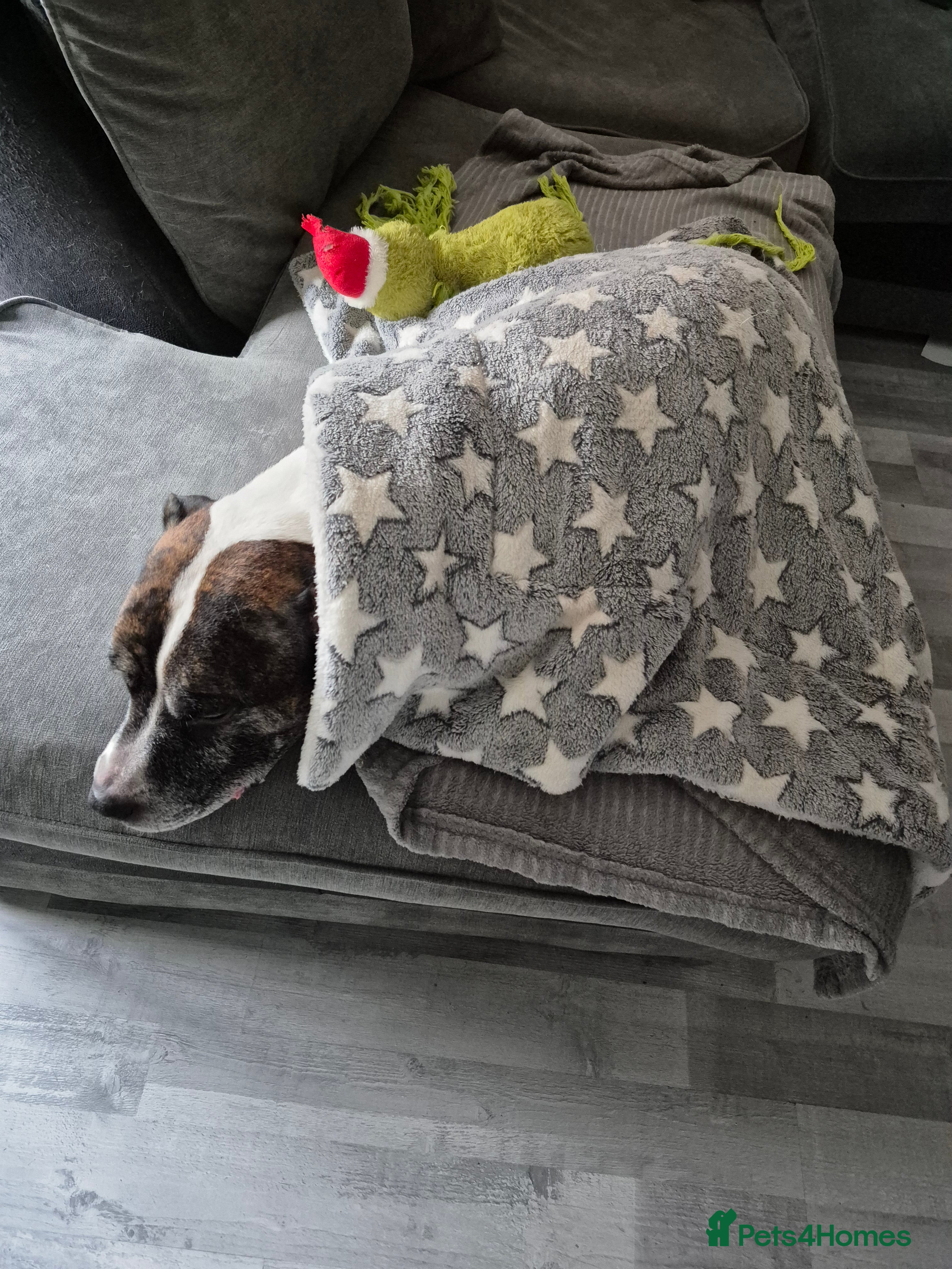 Staffordshire Bull Terrier dogs Staffordshire bull terrier 7 years old - Advert 1