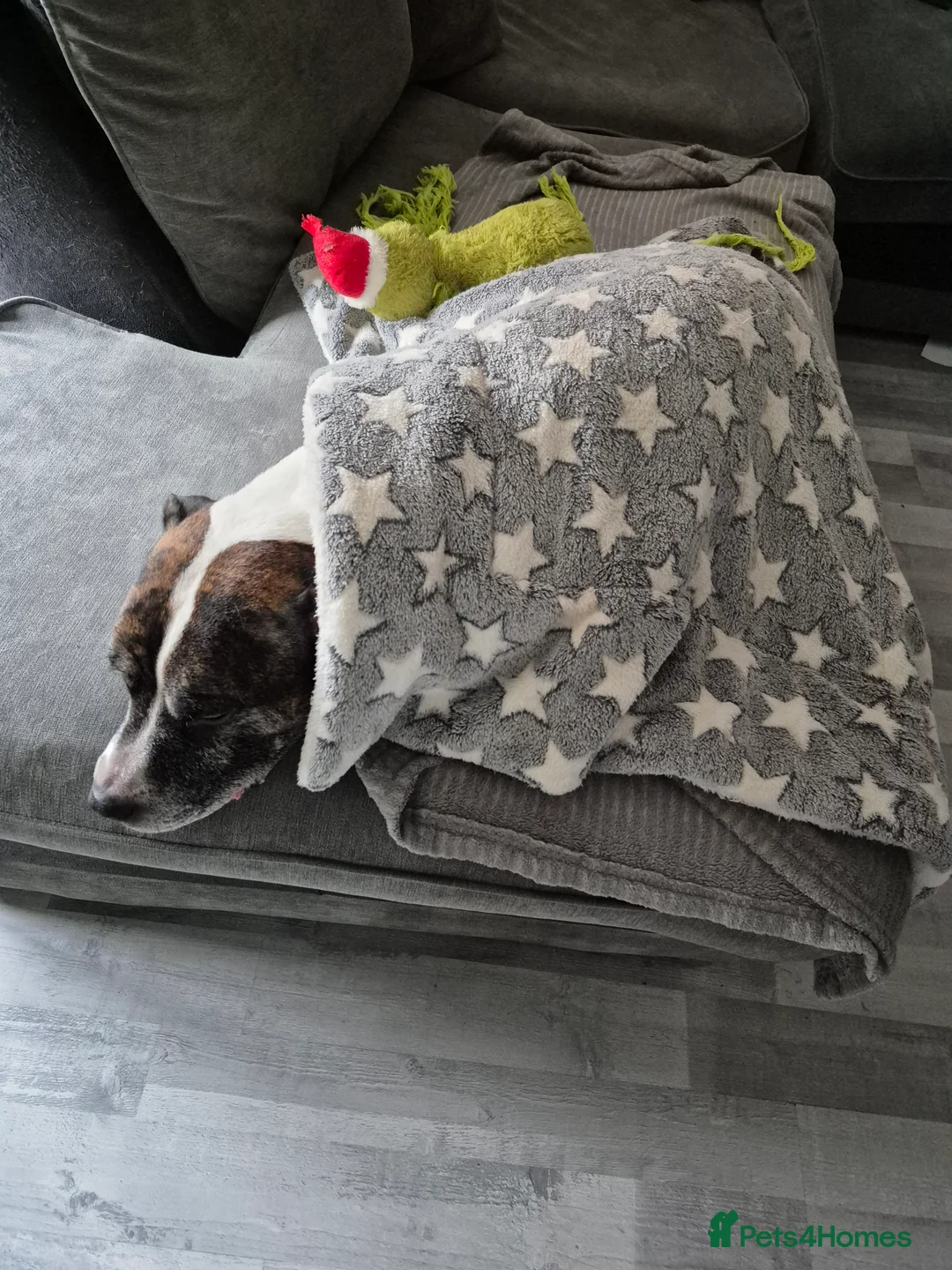 Staffordshire Bull Terrier dogs for sale: Staffordshire bull terrier 7 years old - Advert 1