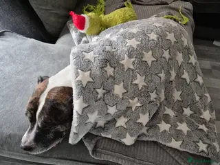 Staffordshire Bull Terrier dogs Staffordshire bull terrier 7 years old - Advert 1