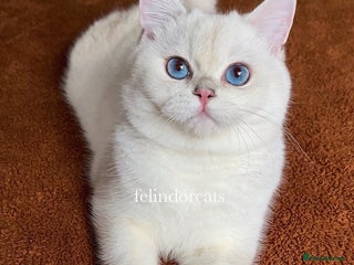 British Shorthair cats Very handsome British shorthair boy - Advert 17