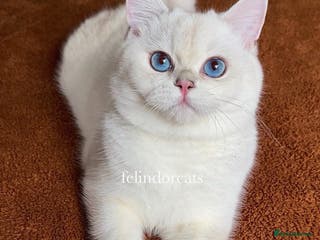 British Shorthair cats Very handsome British shorthair boy - Advert 12
