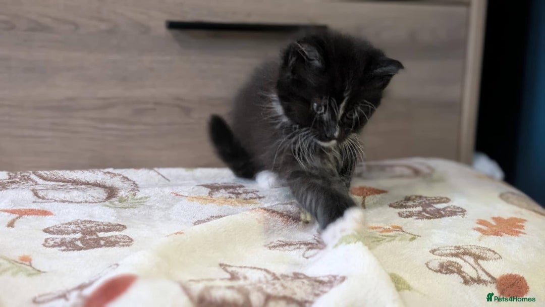 Maine Coon cats for sale: Maine Coon - Image 8