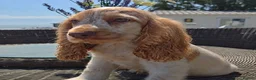 Cocker Spaniel dogs for sale: Exceptional True Show winning Champion Cockers. - Advert 7