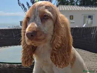 Cocker Spaniel dogs Exceptional True Show winning Champion Cockers. - Advert 4