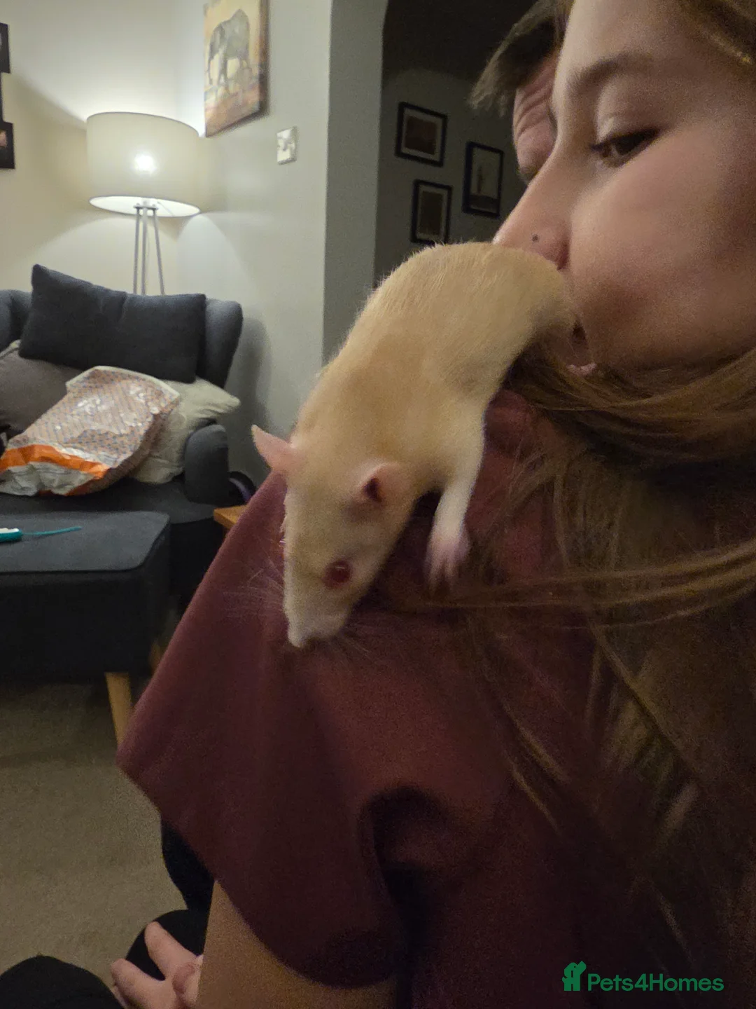 Rat rodents for sale: 2 female rats 10-12 weeks old  - Advert 2