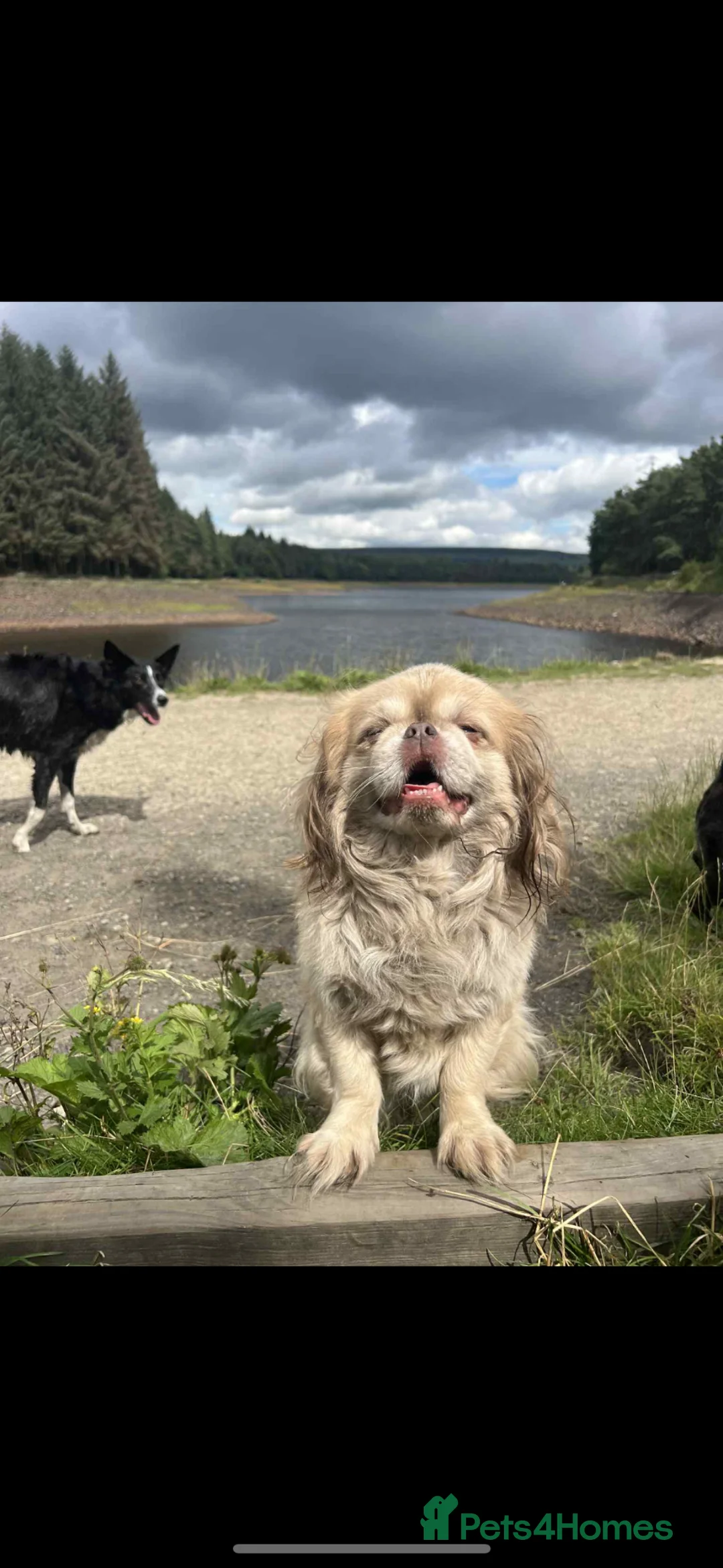 Mixed Breed dogs for sale: 7 year old Shih Tzu/ Pekinese    in Accrington - Advert 2