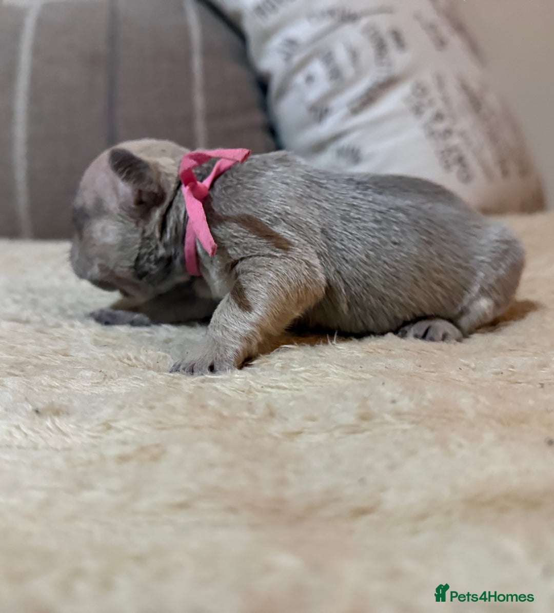 French Bulldog dogs for sale: French bulldog puppies - Advert 21