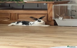 Lionhead rabbits for sale: 2 rabbits 10 months old  - Image 3