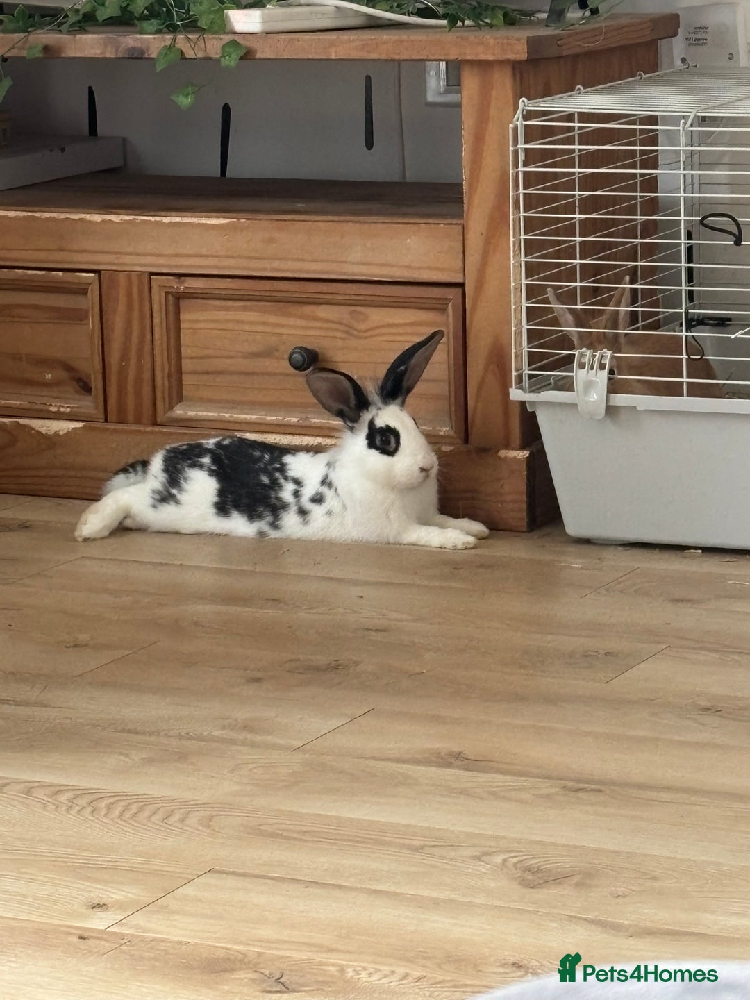 Lionhead rabbits for sale: 2 rabbits 10 months old  - Image 3