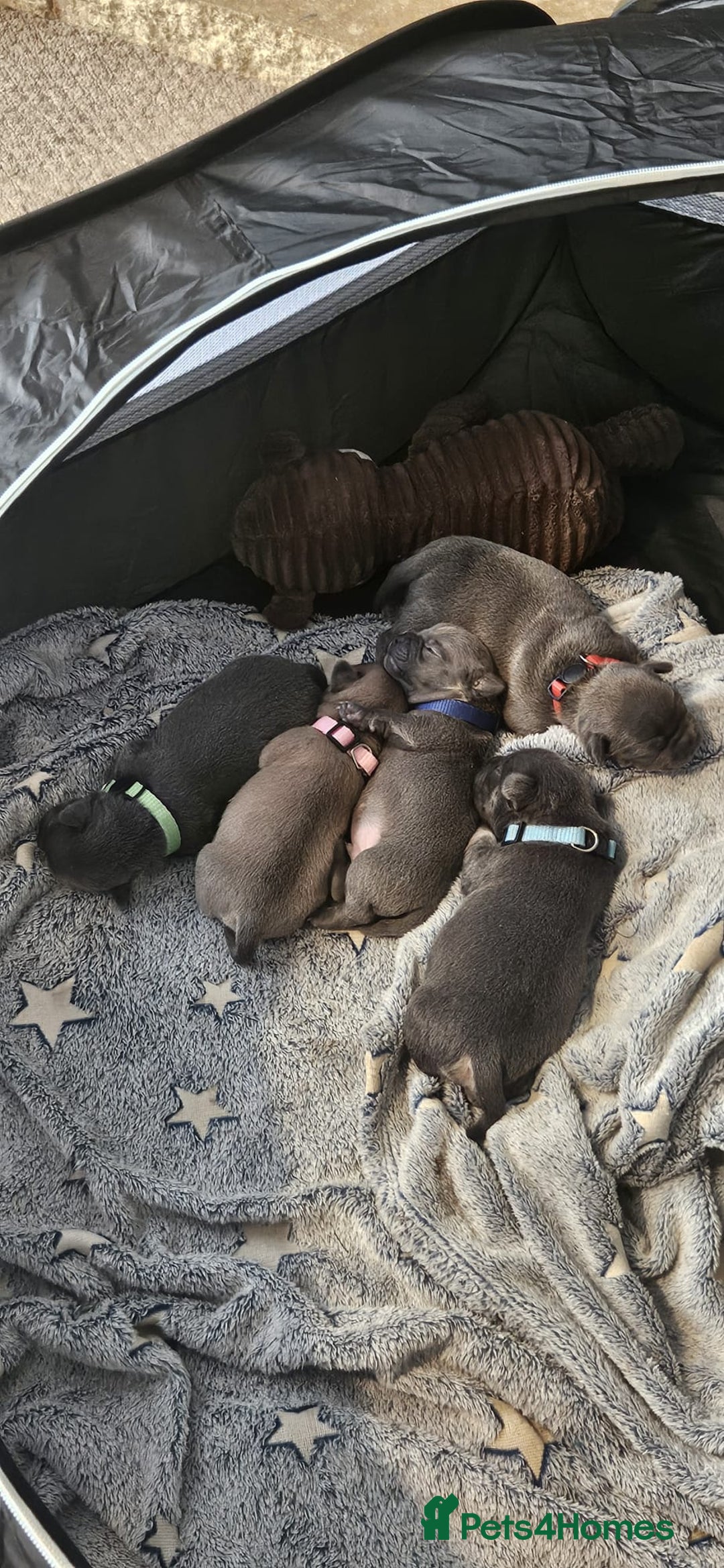 Mixed Breed dogs for sale: French Bulldog x Chichuhua - Image 18