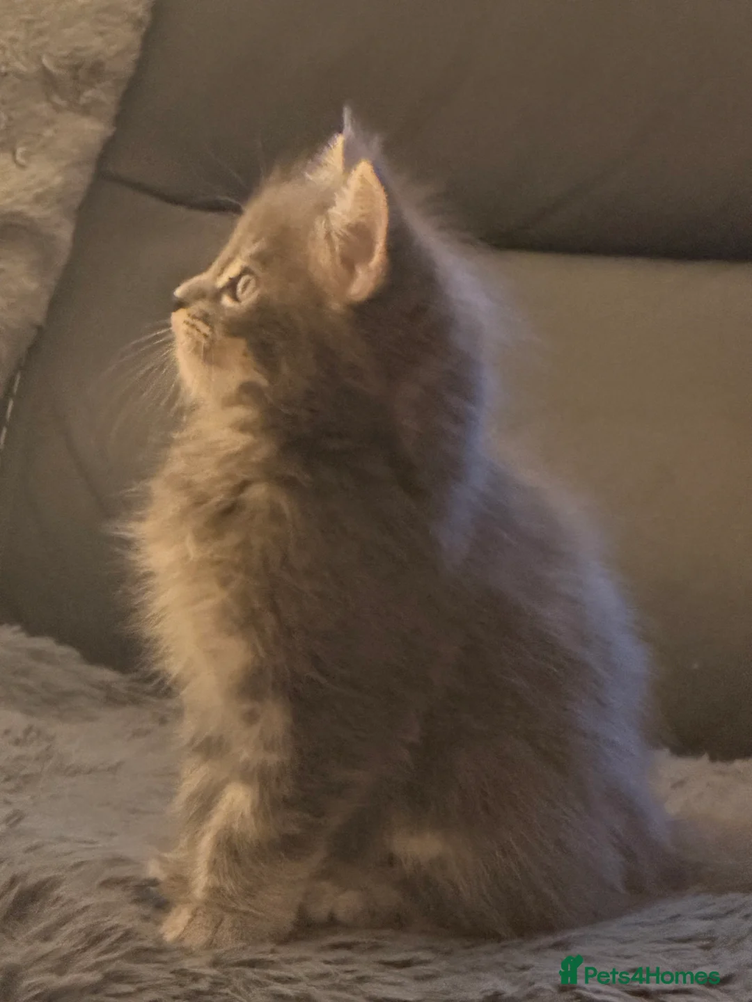Maine Coon cats for sale: Maine coon kittens - Advert 28