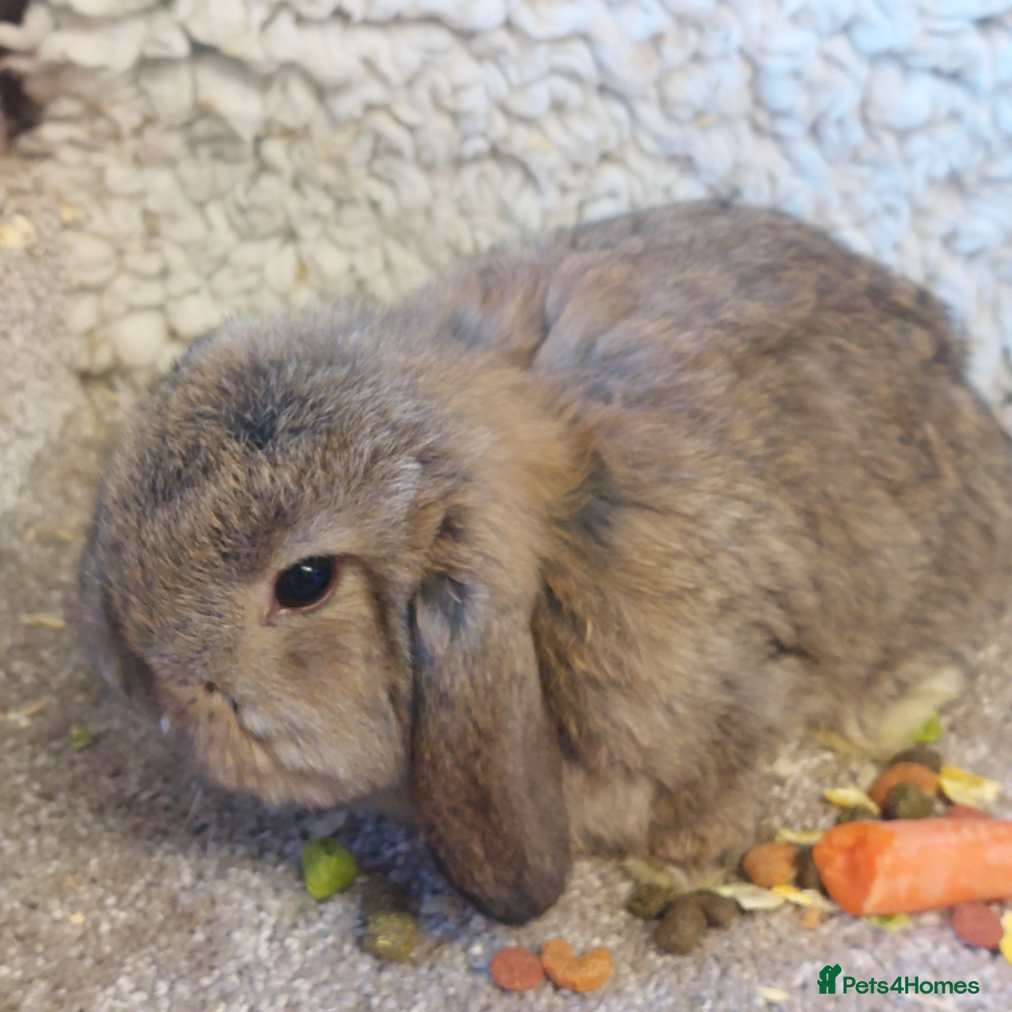 Mini Lop rabbits Last  minilop baby boy ready to reserve  - Advert 6