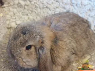 Mini Lop rabbits Last minilop baby boy ready to reserve - Advert 6