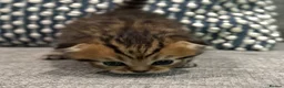 Scottish Fold cats for sale: Mackerel Boy Scottish Folds - Blue/Gold Shaded - Advert 12