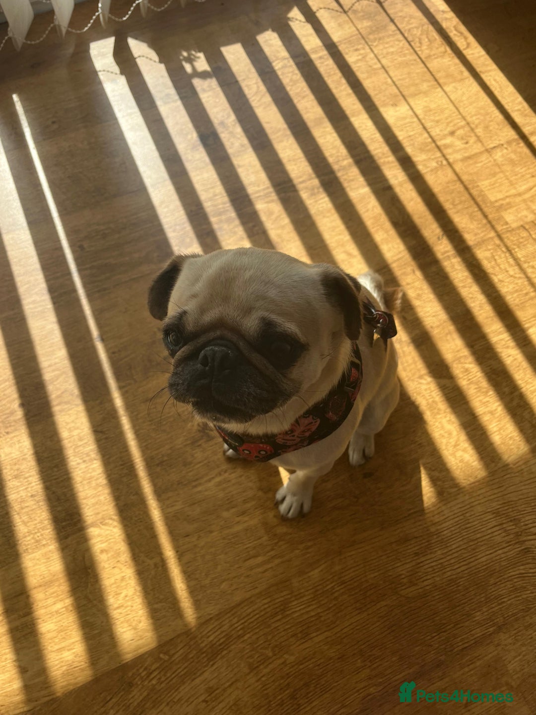 Pug dogs for adoption: 💖🐶 LOLA 🐶💖 - Image 4