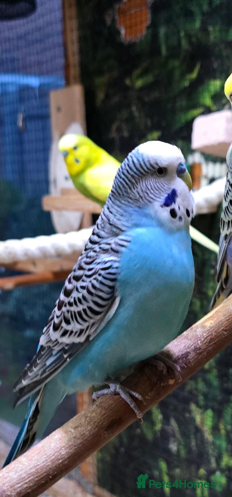 Budgerigars birds Hand-friendly budgies - Advert 2