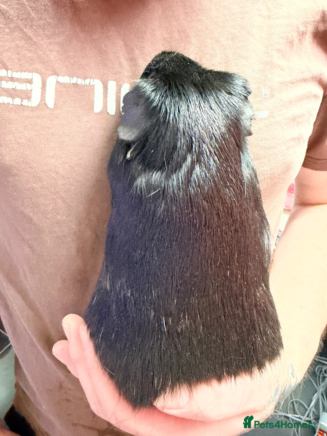 Guinea Pig rodents for sale: Male guinea pig - Advert 4