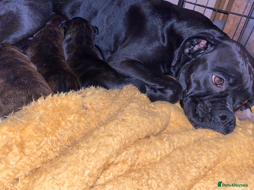 Mixed Breed dogs for sale: 🤩 mum kc boxer dad mini boxer 5 pups rare 🤩 - Advert 33