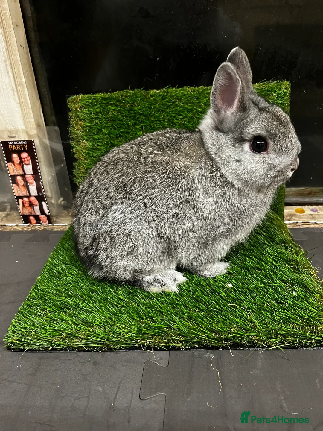 Netherland Dwarf rabbits for sale: Netherland dwarf chinchilla bucks  - Advert 1