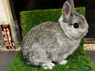 Netherland Dwarf rabbits Netherland dwarf chinchilla bucks - Advert 1