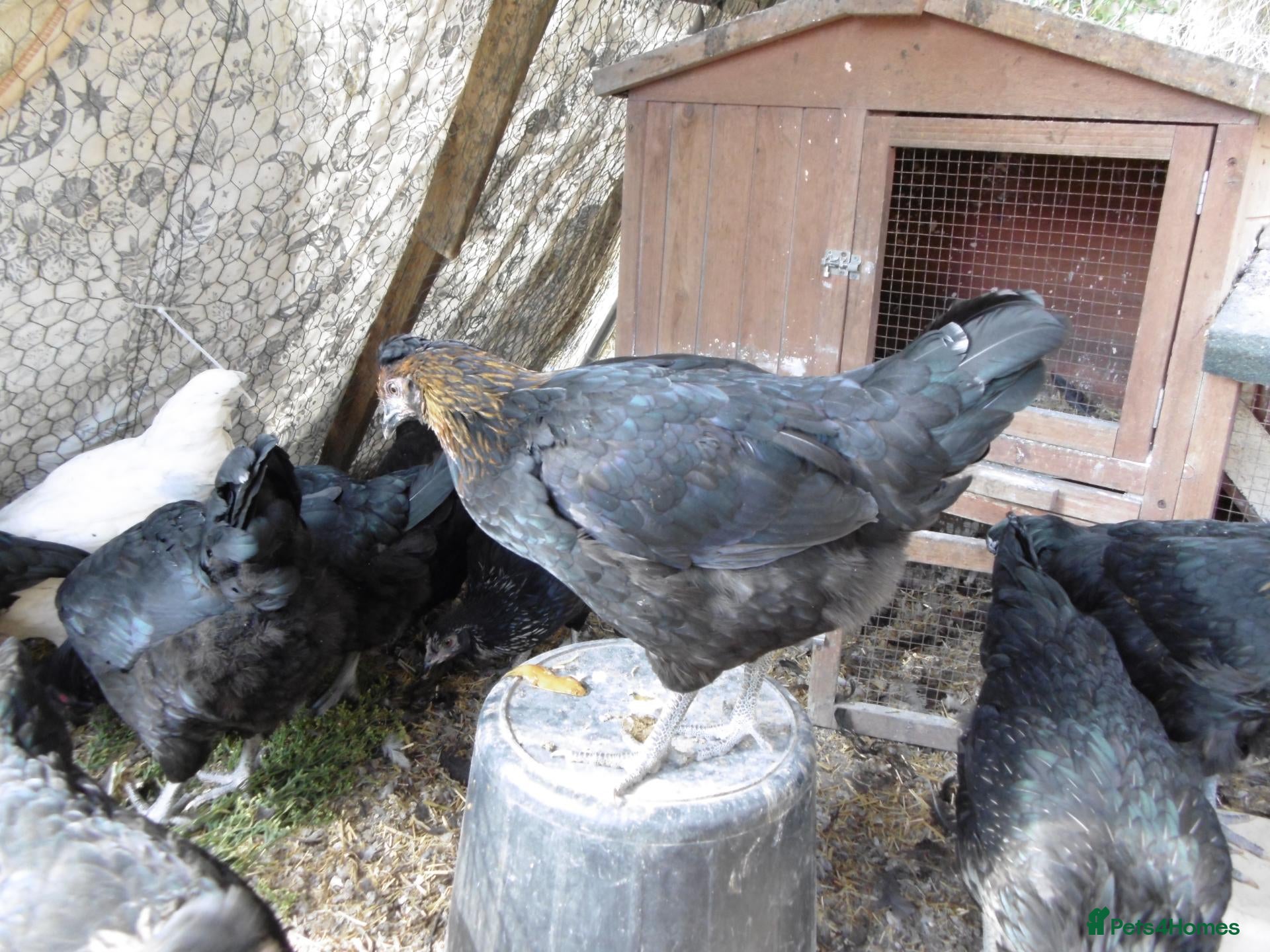 Chickens poultry LAYING AND POL GREEN BLUE EGGS - Advert 1