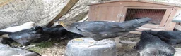 Chickens poultry for sale: LAYING AND POL GREEN BLUE EGGS in Romsey - Advert 1