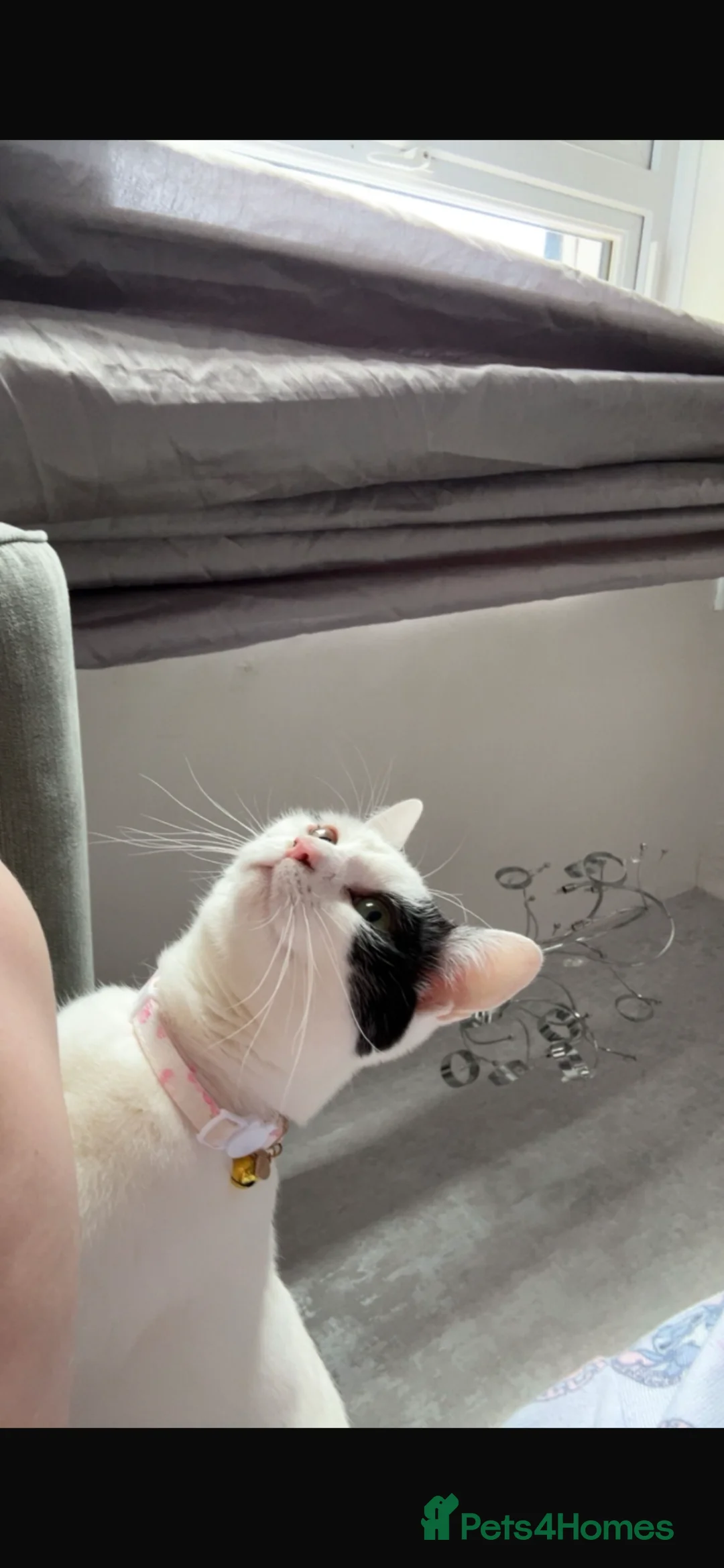 Mixed Breed cats for sale: URGENT REHOME  in Sutton-in-Ashfield - Advert 2