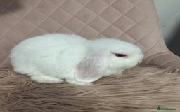 Dwarf Lop rabbits for sale: Adorable lop bunny - Image 5