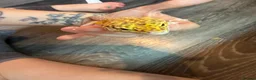 Leopard Gecko reptiles for sale: Community of leopard geckos  - Advert 7